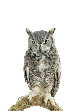 Owl bird isolated on white background. Front view of long ear owl bird perch on a rail roost isolated