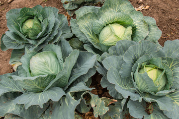 Fresh green cabbage in farm field vegetable organic background. Close-up of cabbage cabbage in the garden on a garden bed.