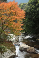 河津七滝の紅葉