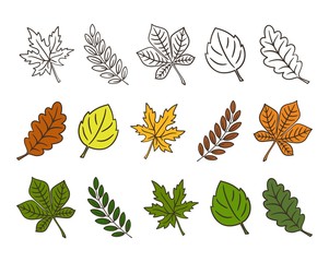 Set of colorful autumn and summer leaves with a dark outline. Isolated on white background. Simple cartoon flat style. Vector illustration.
