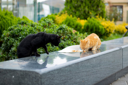 The cat with yellow and white colors eats chicken meat on a napkin on granite marble. The black cat on the side is looking at the food of the yellow cat.
