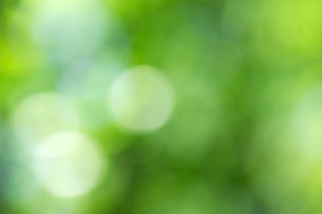 Plakat Green bokeh background from nature forest out of focus