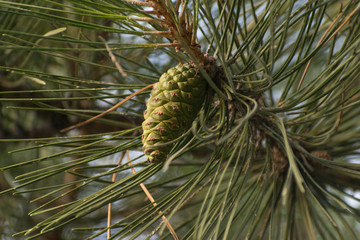 pine tree branch with cones