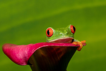 Red-eyed Green Tree Frog on Cali Lilly