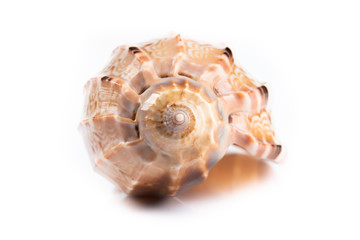 seashell on the white background