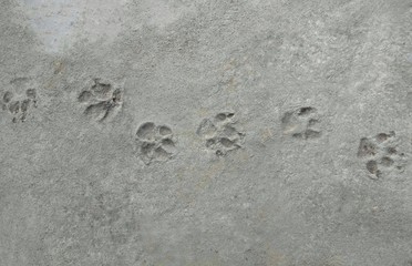 Footprint of dog on cement concrete background closeup.
