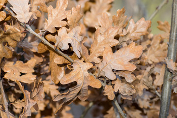 autumn leaves