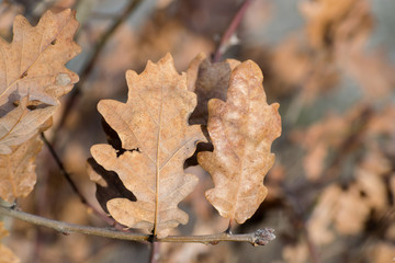 autumn leaves