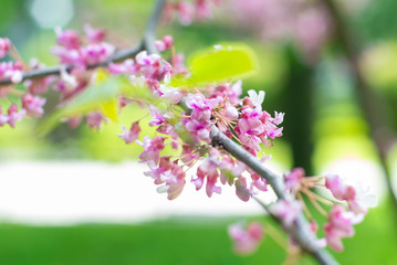 Pink sakura blossom. Frgment on blured branch on green spring background