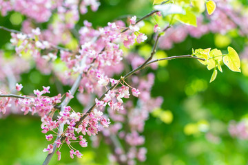Beautiful Sakura blossom. Branch with pink flowers on green nature background