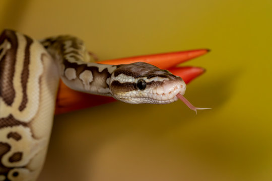 Young Sugar Morph Ball Python closeup