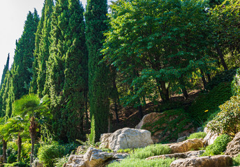 Landscape Park Paradise in Crimea. Original natural beauty of evergreens in sanatorium Aivazovsky in Partenit. Background of Himalayan cedars, atlas cedars and cypress trees in natural sunlight.