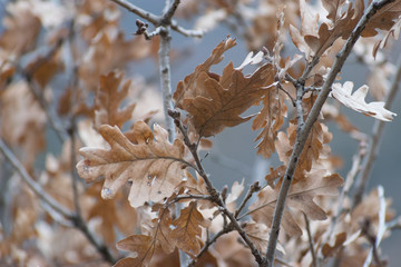 autumn dry leaves on tree
