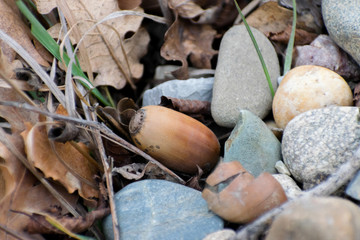 acorn on earth