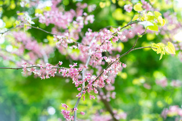 Beautiful spring blossom. Pink sakura flowers on green background. Selective focus