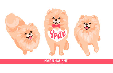 Pomeranian Spitz puppy isolated on white background.