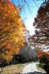 아름다운 한국의 가을 단풍