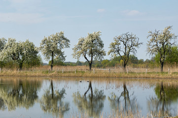 Apfelbäume