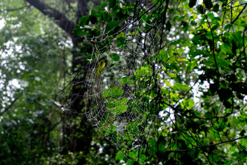 Spider Web in rain in a forest