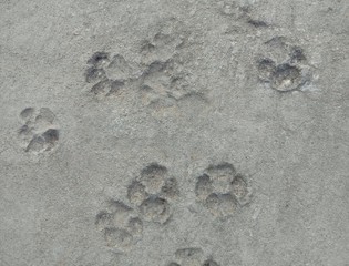 Footprint of dog on cement concrete background closeup.