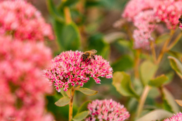 Obraz premium Tender pink flowers bloom as a background in the autumn garden. Bees pollinate plants. Horizontally. March 8, mother's day, a leader, postcard, draw. Holiday concept.