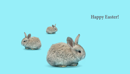 Adorable Easter bunnies isolated on blue studio background, flyer for your advertising. Cute animals. Greeting card with copyspace. Concept of holidays, spring, celebrating. Modern design.