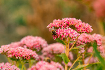 Tender pink flowers bloom as a background in the autumn garden. Bees pollinate plants. Horizontally. March 8, mother's day, a leader, postcard, draw. Holiday concept.