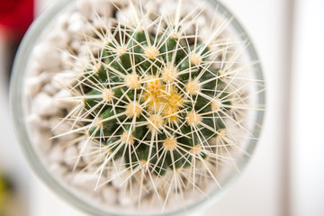 Top view of a cactus plant with white spines. The small cactus is in a glass jar decorated with white small stones.