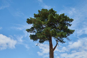 Arbre , pin parasol .