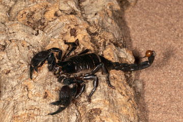 Large Venomous Forest Black Scorpion