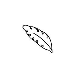 daisy leaf hand drawn in doodle style. simple scandinavian. spring