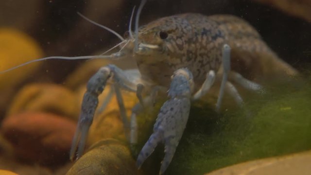 Marble river crayfish under water eating algae. Procarambus virginalis. Close up