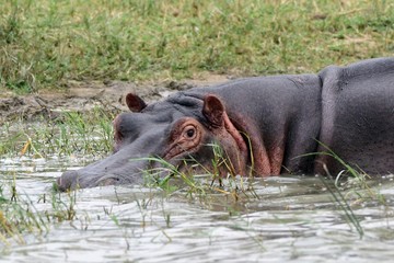 Nile hippo, Queen Elizabeth National Park, Uganda