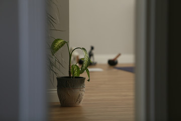 plant in a yoga studio