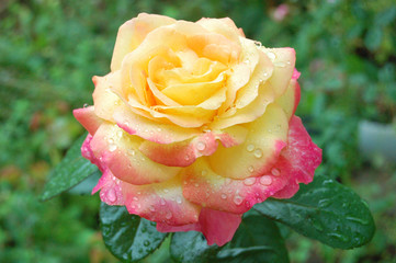 Beautiful flower of a garden yellow-pink tea rose close-up on a blurred green background.