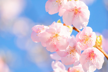 Fototapeta na wymiar ふんわりピンク色の伊東小室桜