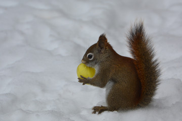  American Red Squirrel with yellow plastic Easter egg