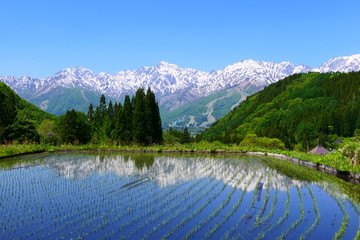 初夏の青鬼地区、水田に映る北アルプス。白馬、長野、日本。5月下旬。