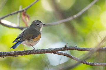 Fototapeta premium ルリビタキ