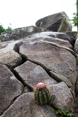 a cactus in a rock