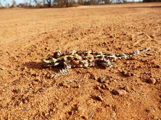 Diable cornu reptile lézard Australie