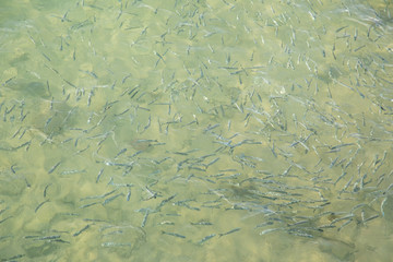 Shoal of fish in seawater, many sea fishes top view, free in the sea, sea fishes on the water surface, on the surface of the sea water aquamarine azure reflection turquoise blue abstract background