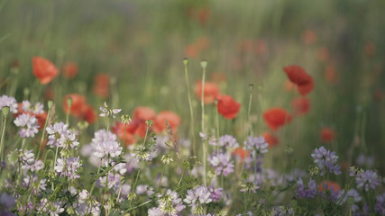 Red poppy in the spring meadow