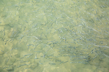 Shoal of fish in seawater, many sea fishes top view, free in the sea, sea fishes on the water surface, on the surface of the sea water aquamarine azure reflection turquoise blue abstract background