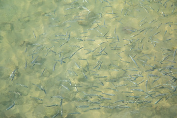 Shoal of fish in seawater, many sea fishes top view, free in the sea, sea fishes on the water surface, on the surface of the sea water aquamarine azure reflection turquoise blue abstract background