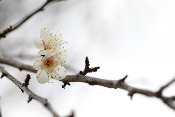 梅の花