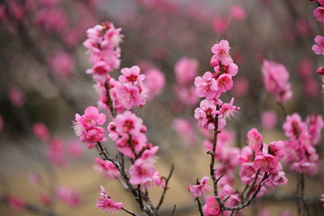 Obraz premium 梅の花