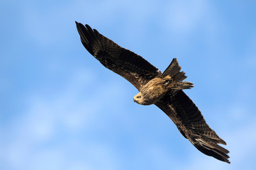 Milvus migrans (Black Kite), Crete
