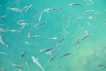 Shoal of fish in seawater, many sea fishes top view, free in the sea, sea fishes on the water surface, on the surface of the sea water aquamarine azure reflection turquoise blue abstract background
