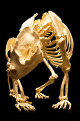 Full Isolated Skeleton from Panda Bear close up front view